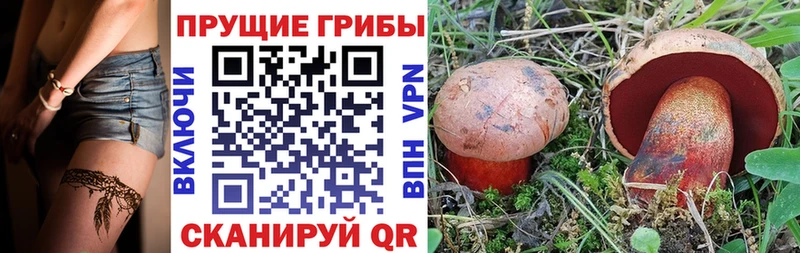 Галлюциногенные грибы Psilocybe где найти наркотики mega Тетюши